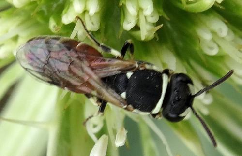 Hylaeus variegatus